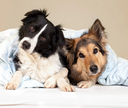Tierliebe ja – Haare auf dem Sofa? Nein danke.