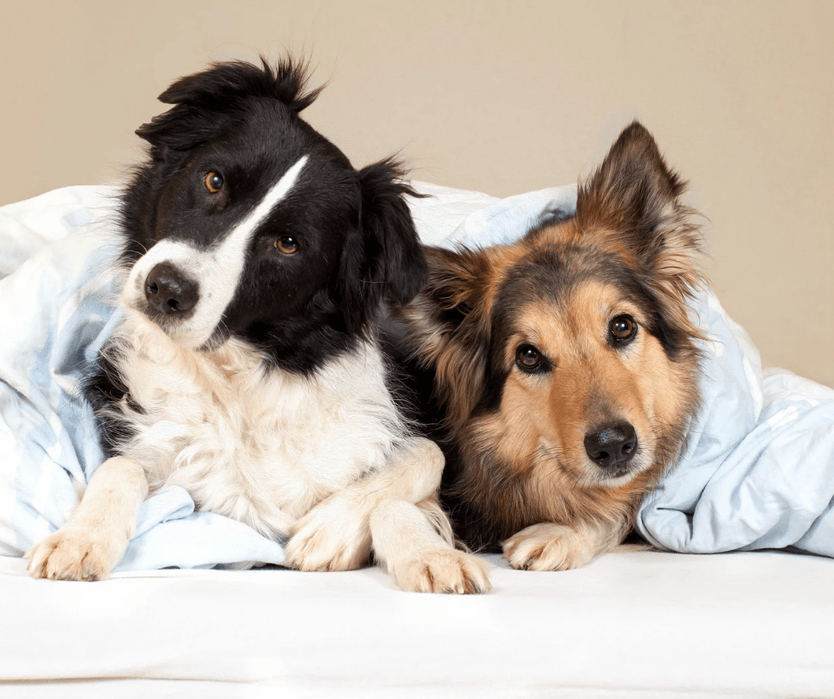 Tierliebe ja – Haare auf dem Sofa? Nein danke. - ZackFertig